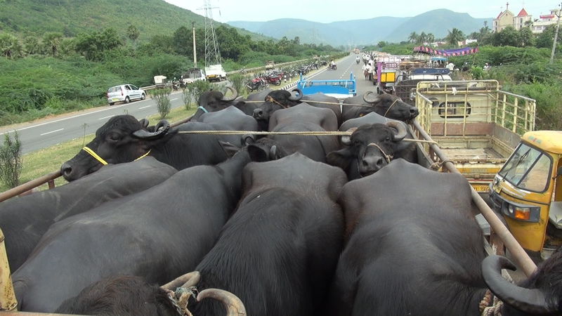 Bestcargo tổ chức vận chuyển bò Úc 