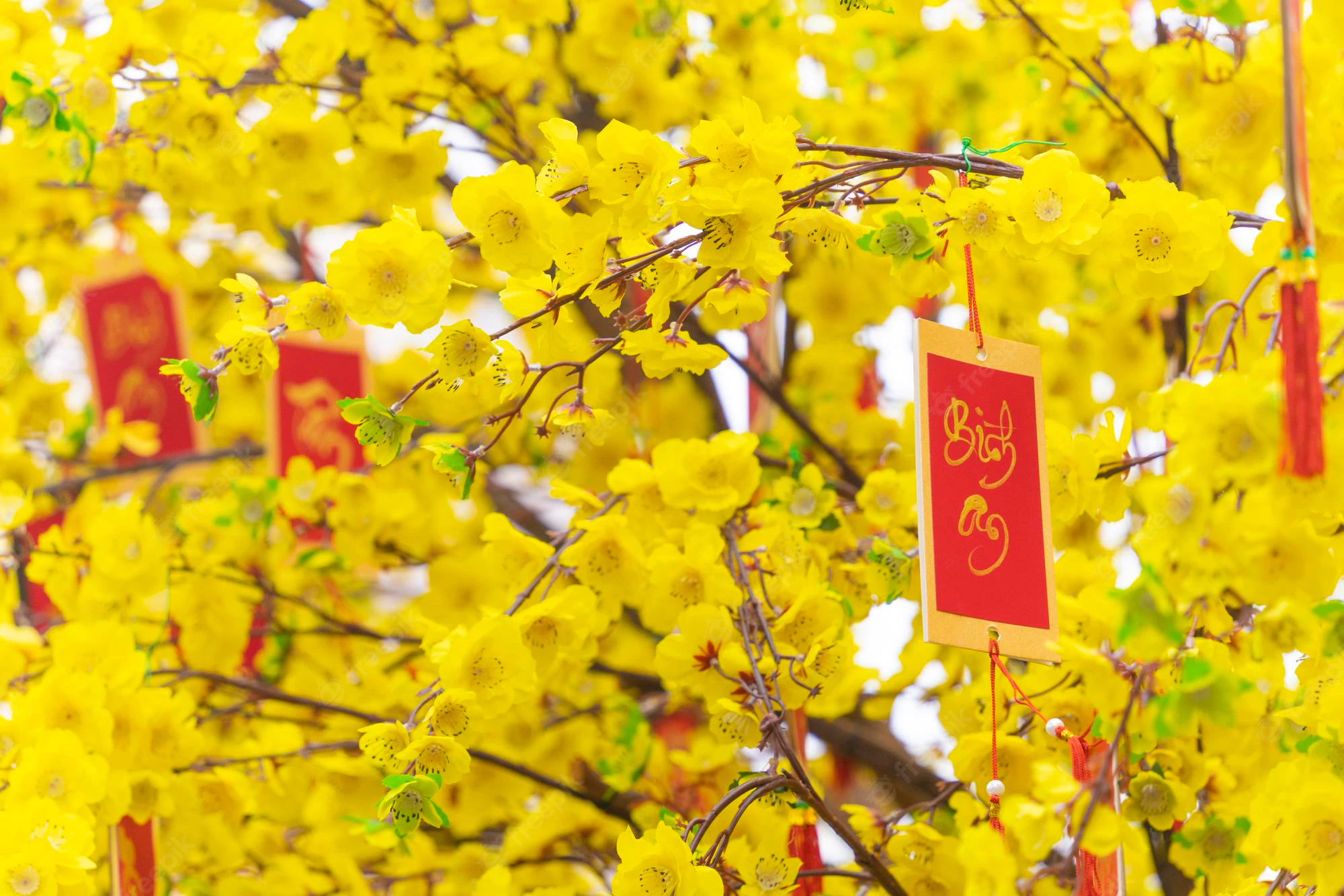 Delivery of apricot trees from Ho Chi Minh City to Ha Noi