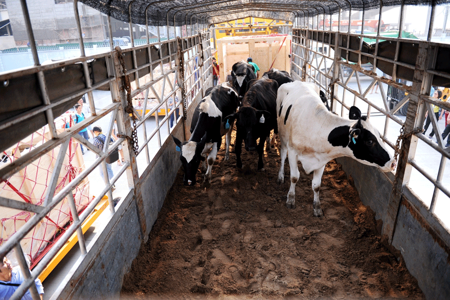 Bestcargo tổ chức chuyên chở bò sữa từ cảng về trang trại của quý khách hàng