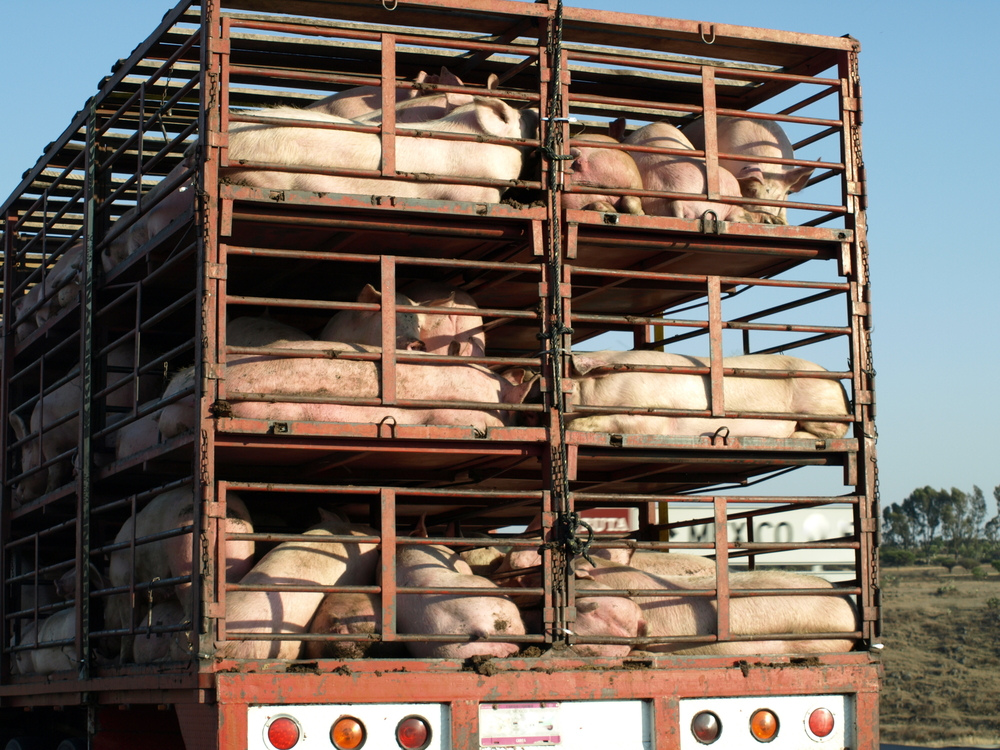 Bestcargo tổ chức dịch vụ vận tải lợn thịt