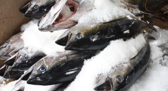 Dịch vụ chuyển hàng thực phẩm đông lạnh từ Hà Nội vào Sài Gòn