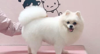 Vận chuyển thú cưng từ Hồ Chí Minh đi Hải Phòng nhanh chóng