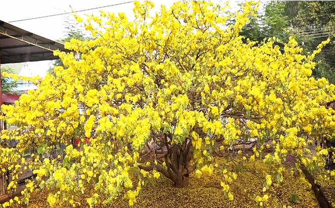 Hình ảnh Cây mai hoa mai vàng ngày tết