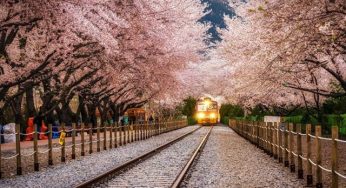 Vận chuyển đường hàng không đi Hàn Quốc uy tín, nhanh chóng