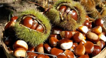 Gửi hạt dẻ Trùng Khánh đi Mỹ giá rẻ